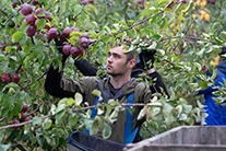 Ректор БГУИР посетил сельхозотряд: студенты рассказали, как работают на сборе яблок